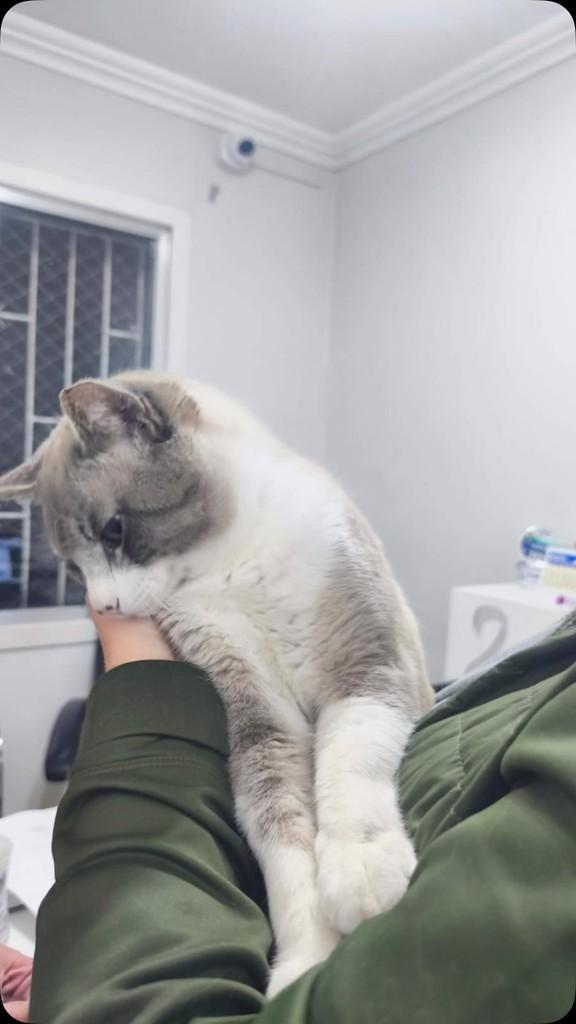 Otelo, gato de porte médio para adoção em Porto Alegre - RS