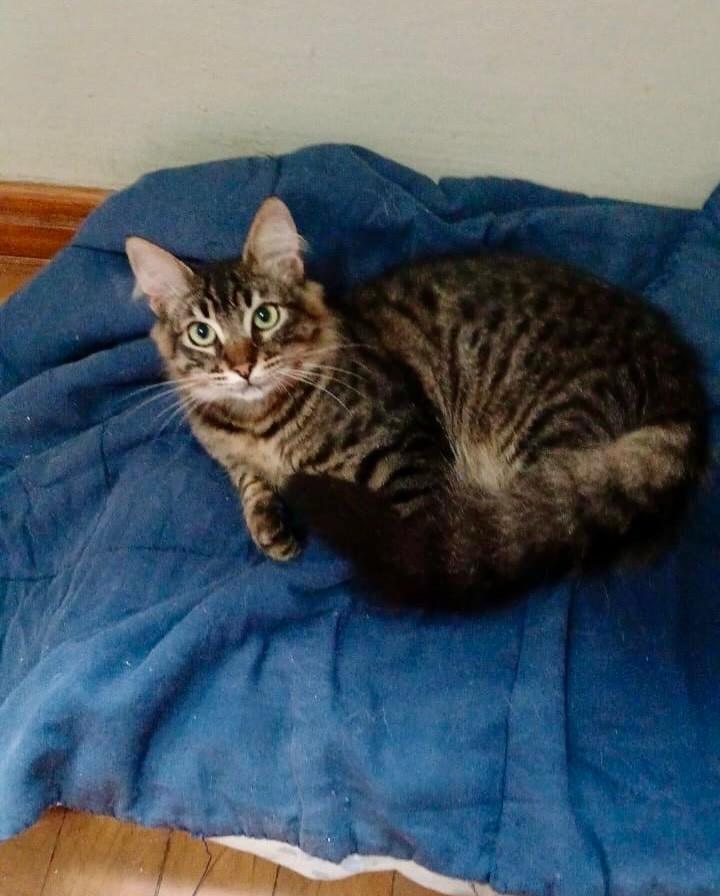 Bambam, gato de porte pequeno para adoção em Porto Alegre - RS