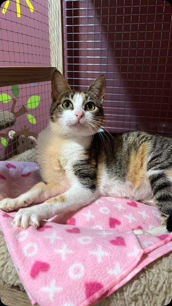Nanda, gata de porte pequeno para adoção em Porto Alegre - RS