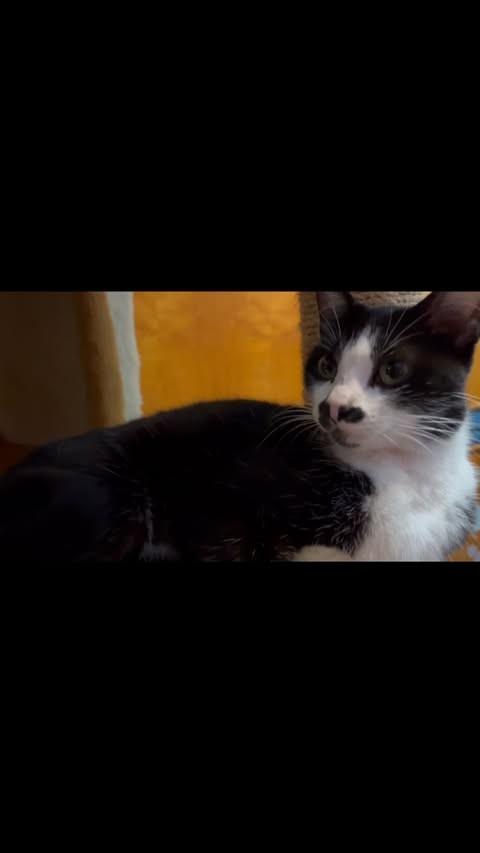 Joana, gata de porte médio para adoção em Porto Alegre - RS