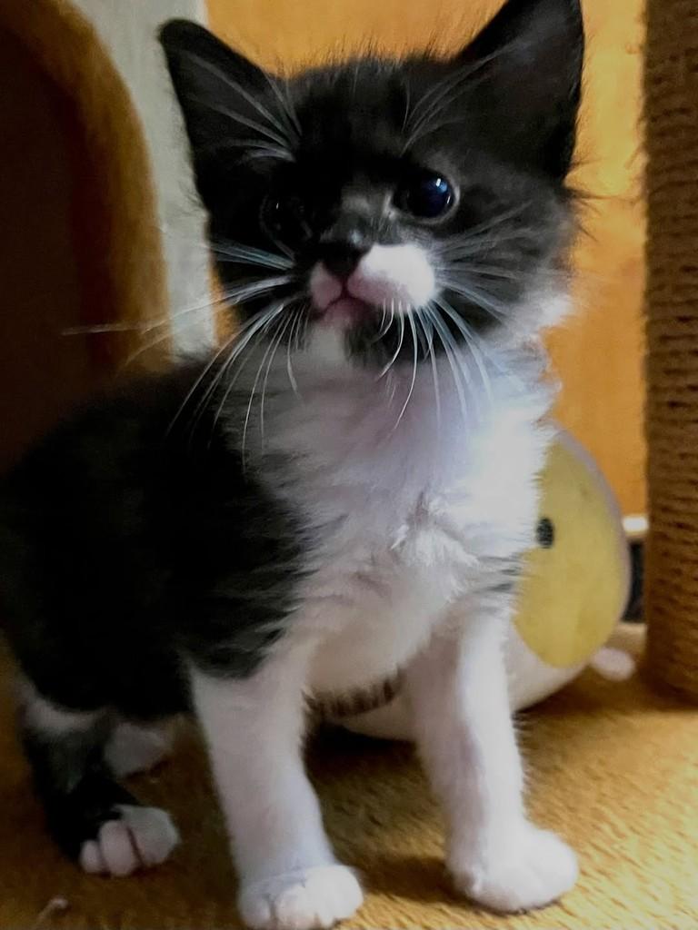 João Miguel, gato de porte médio para adoção em Porto Alegre - RS — foto 3 de 3