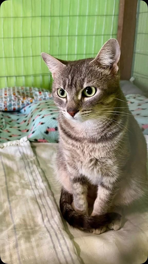 Marcela, gata de porte pequeno para adoção em Porto Alegre - RS