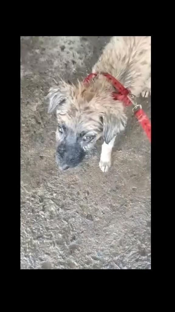 Cícero, cachorro de porte pequeno para adoção em Sobral - CE