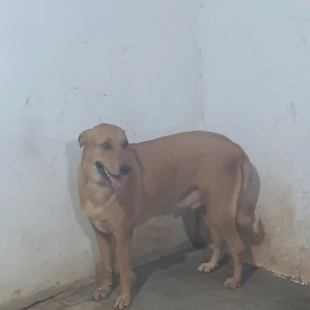 Thor, cachorro de porte médio para adoção em Sobral - CE