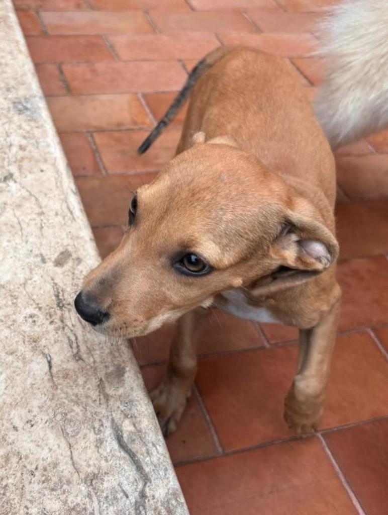 Linda, cadela de porte pequeno para adoção em Rio Branco - AC
