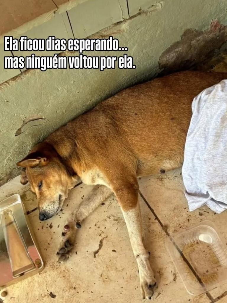 Aurora, cachorro de porte médio para adoção em Rio Branco - AC