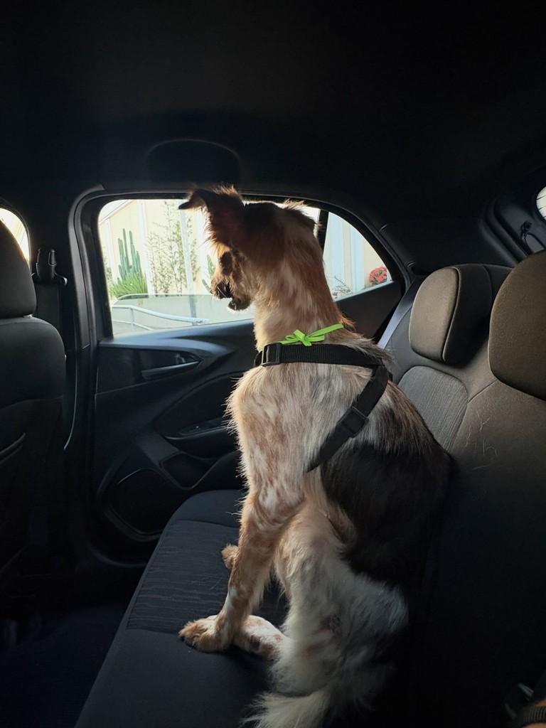 Billy, cachorro de porte médio para adoção em Rio Branco - AC