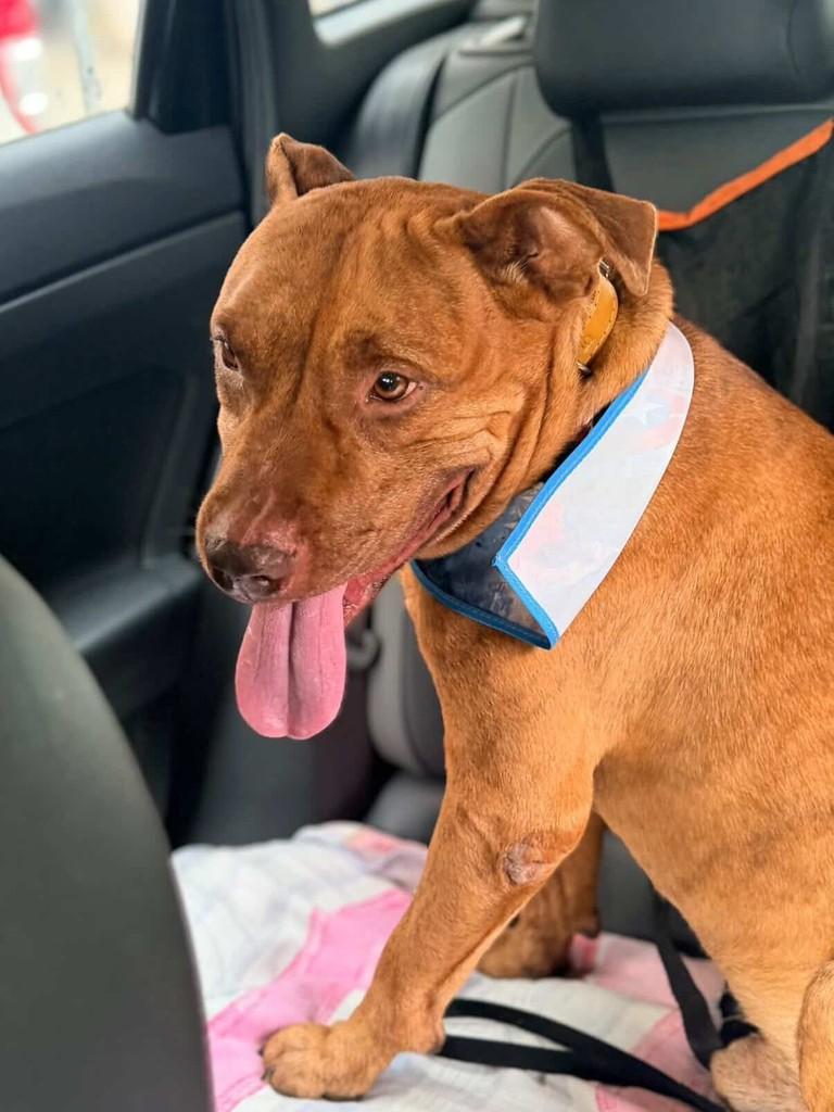 Tigrão, cachorro de porte grande para adoção em Tabuleiro - MG