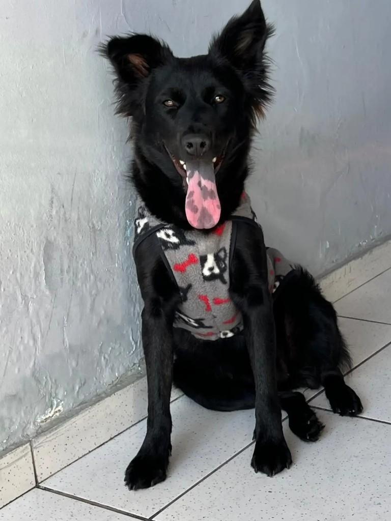 Bela, cachorro de porte pequeno para adoção em São José dos Campos - SP