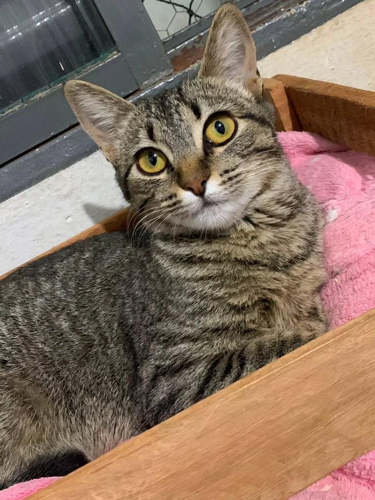 Vanessa, gata de porte pequeno para adoção em Uberlândia - MG