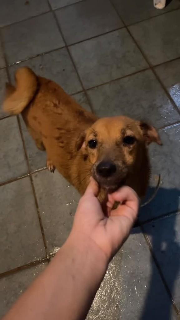 Tyeta, cadela de porte pequeno para adoção em Ananindeua - PA