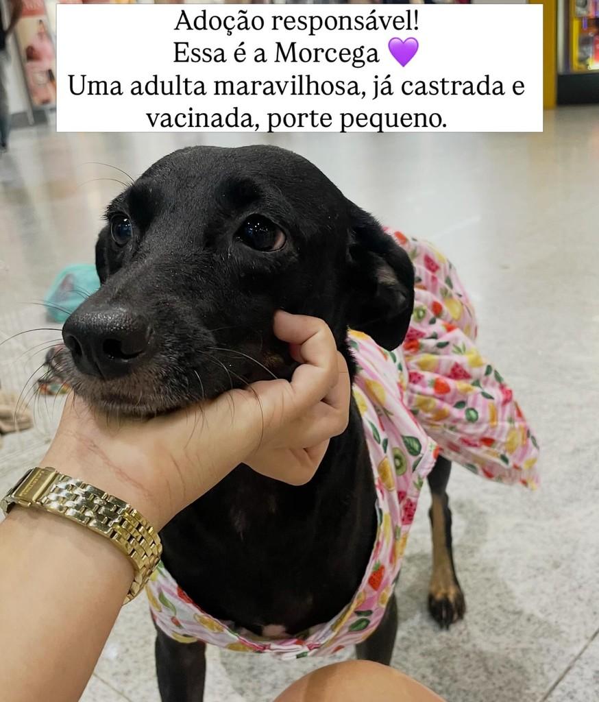 Morcega, cachorro de porte pequeno para adoção em Ananindeua - PA