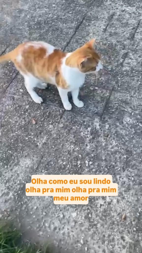 Laranjinha, gato de porte médio para adoção em Rio de Janeiro - RJ