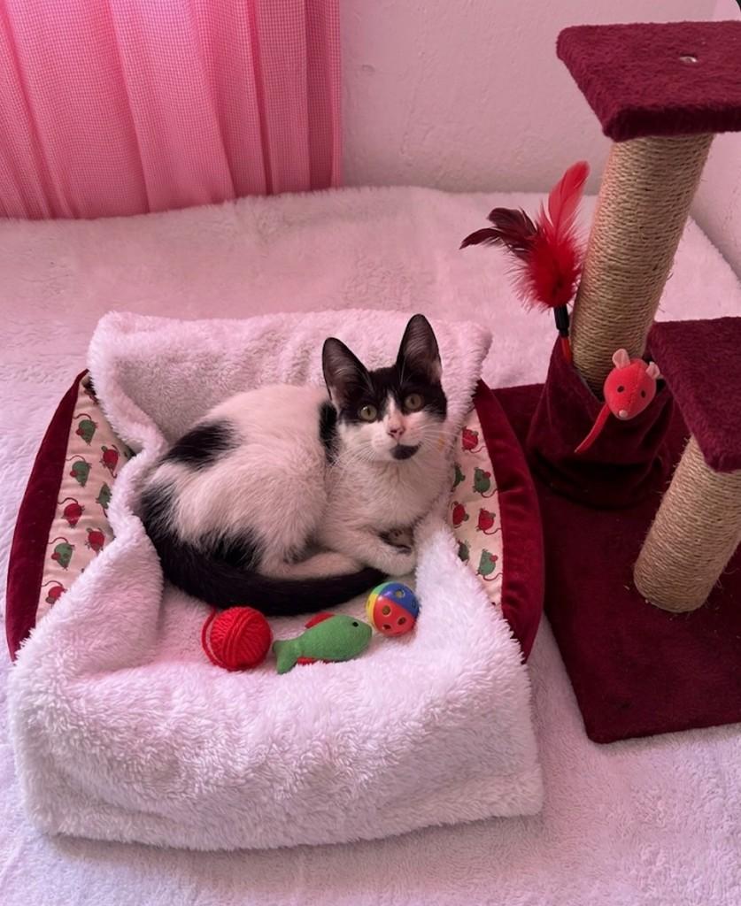 Selina, gata de porte pequeno para adoção em Rio de Janeiro - RJ