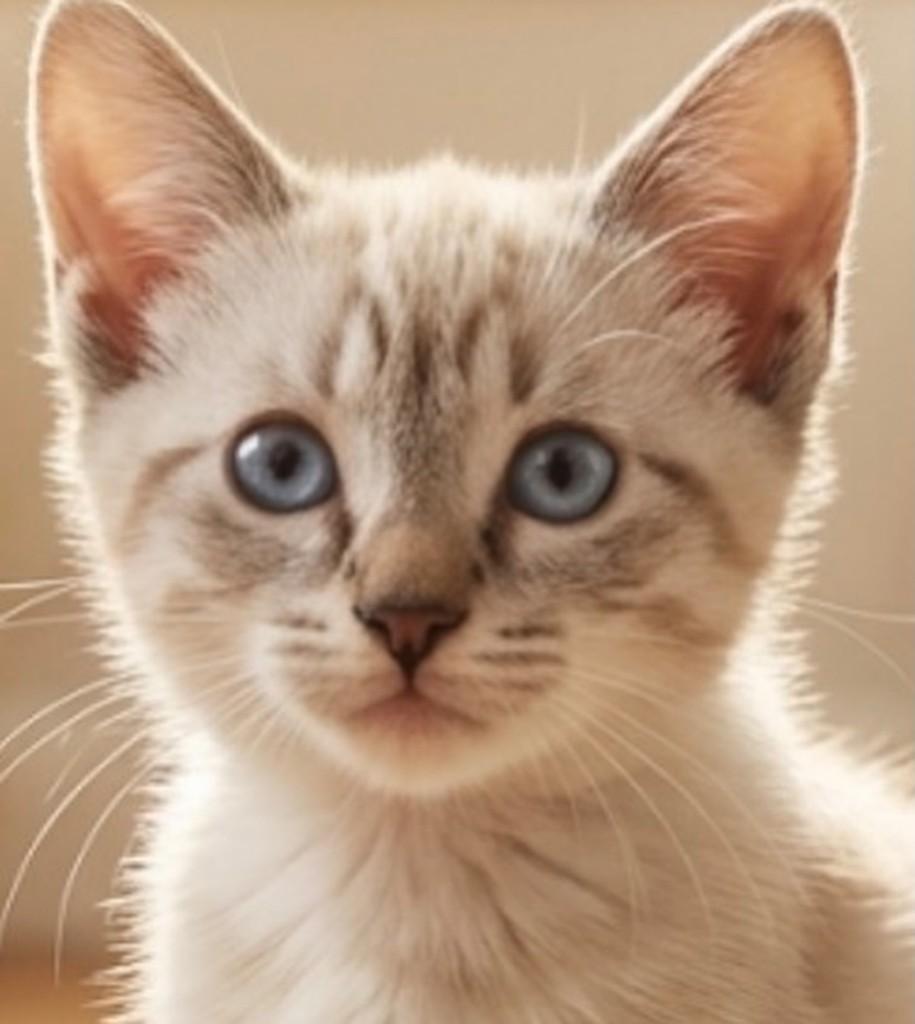 Thoth, gato de porte pequeno para adoção em Rio de Janeiro - RJ