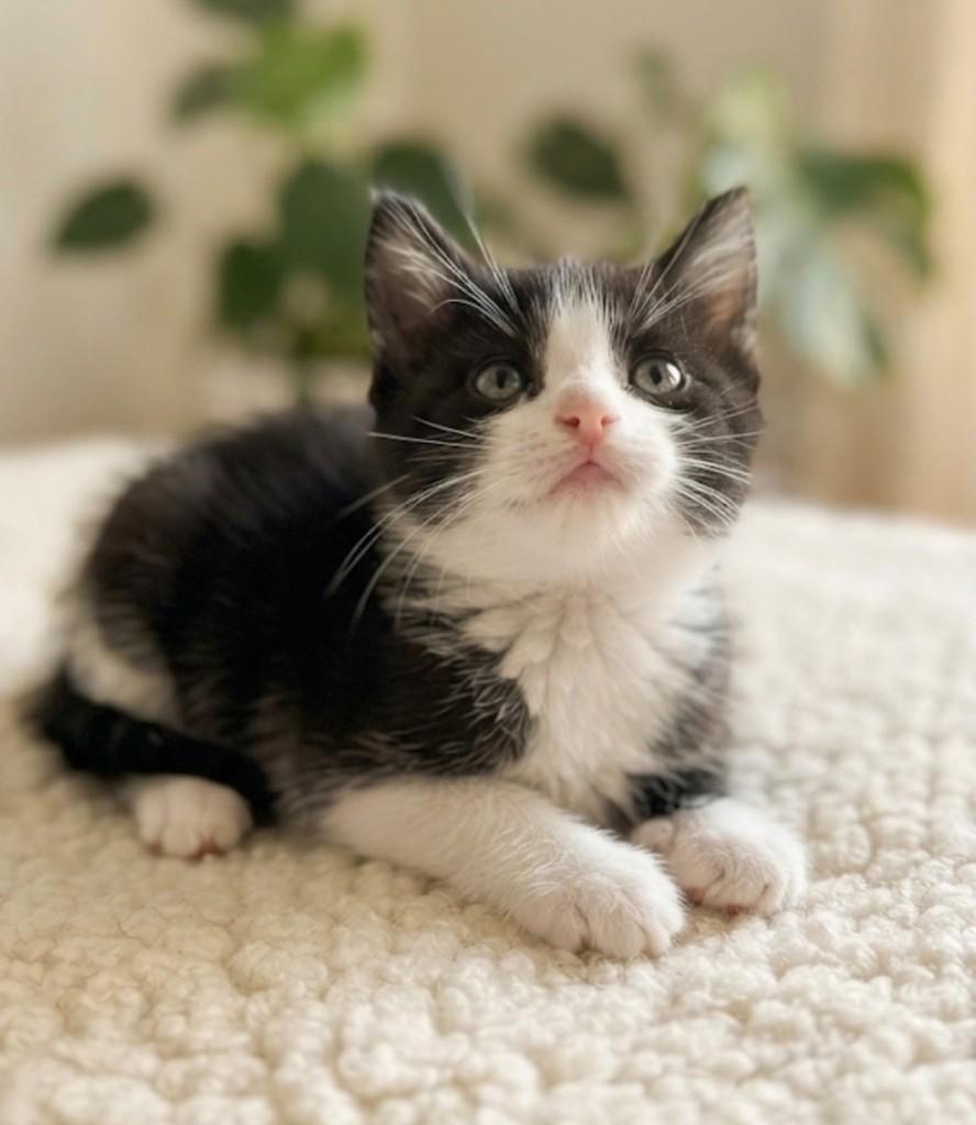 Cael, gato de porte pequeno para adoção em Rio de Janeiro - RJ