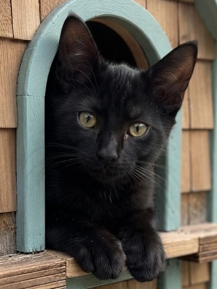 Diesel, gato de porte pequeno para adoção em Rio de Janeiro - RJ