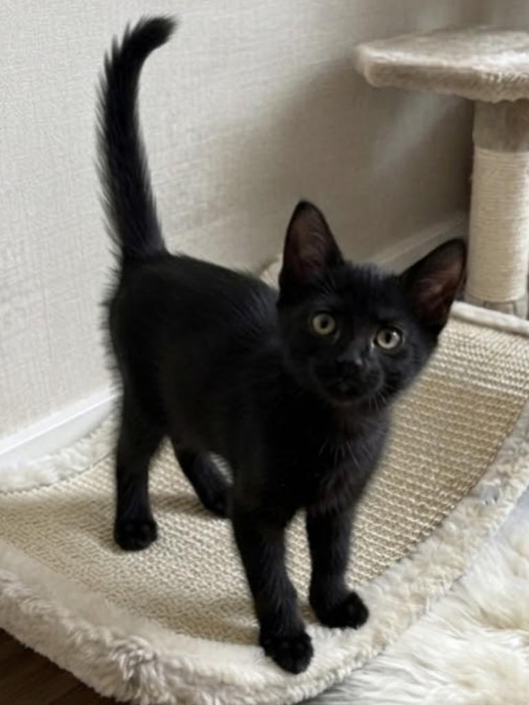 Diesel, gato de porte pequeno para adoção em Rio de Janeiro - RJ — foto 4 de 9