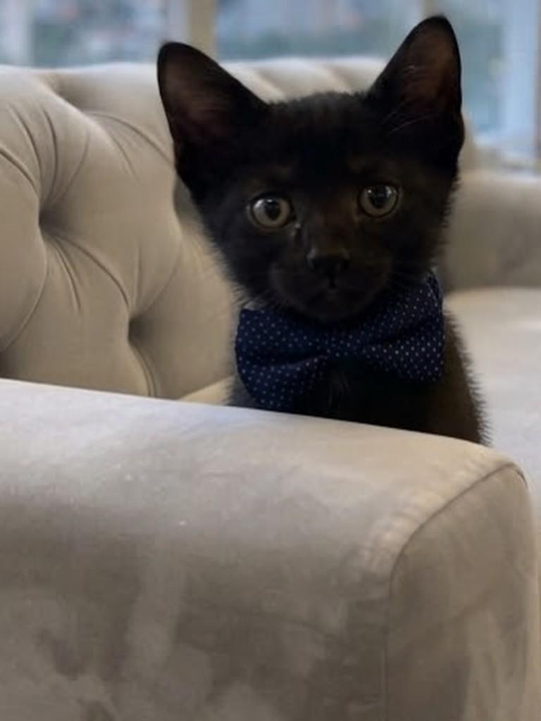 Diesel, gato de porte pequeno para adoção em Rio de Janeiro - RJ — foto 5 de 9
