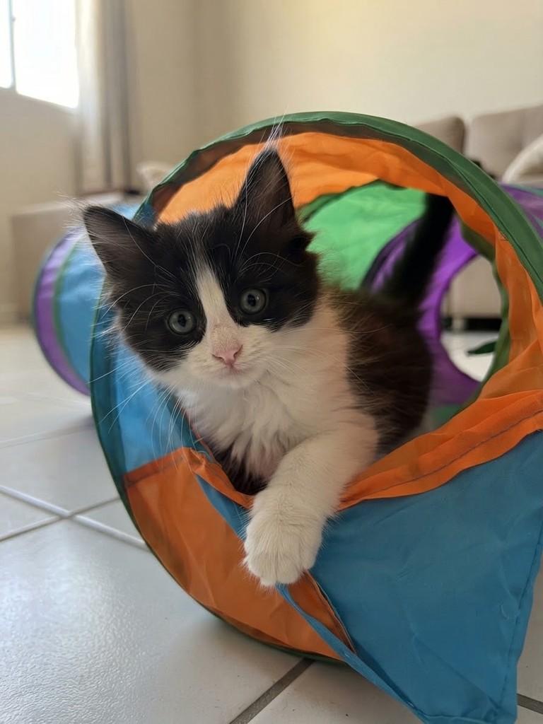 Chloé, gata de porte pequeno para adoção em Rio de Janeiro - RJ — foto 2 de 6