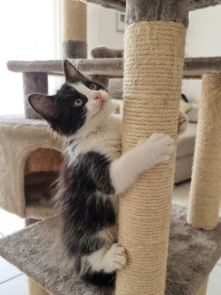 Chloé, gata de porte pequeno para adoção em Rio de Janeiro - RJ — foto 4 de 6
