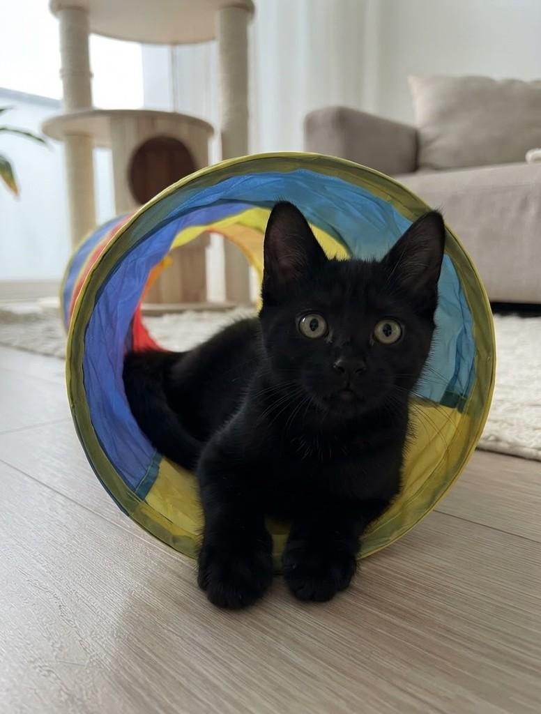 Luiggi, gato de porte pequeno para adoção em Rio de Janeiro - RJ — foto 2 de 8