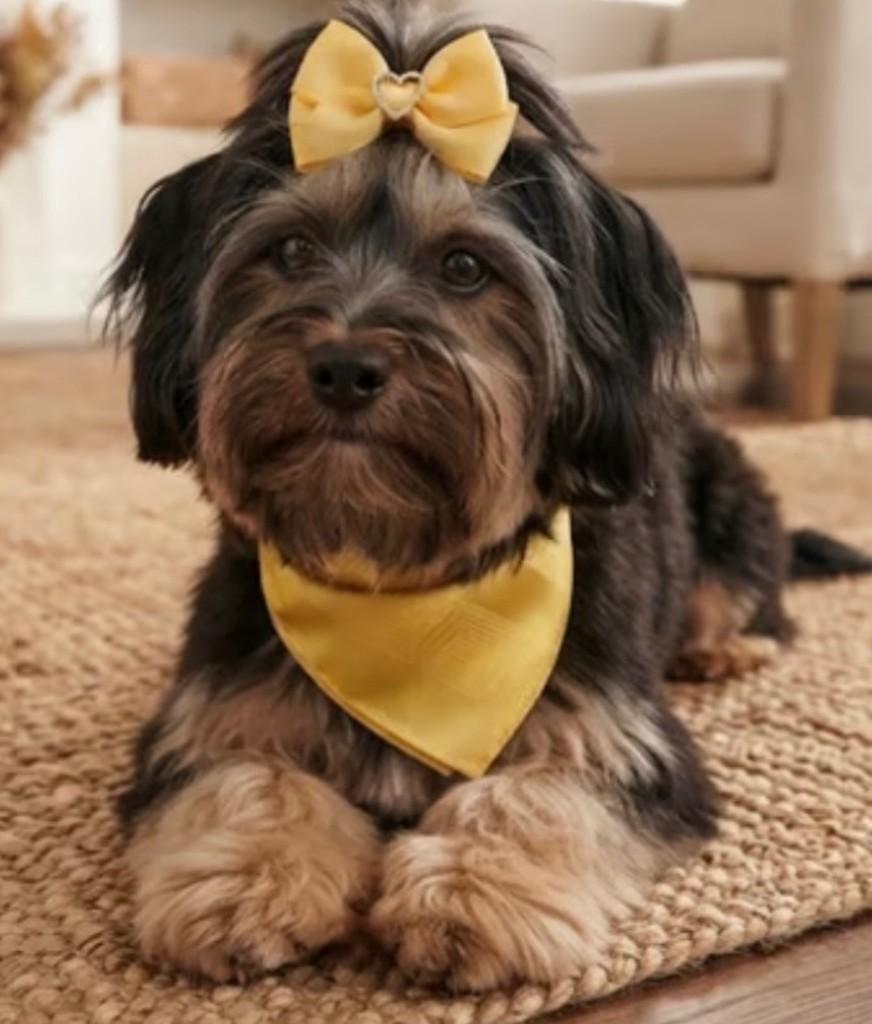 Yuki, cadela de porte pequeno para adoção no Rio de Janeiro - RJ