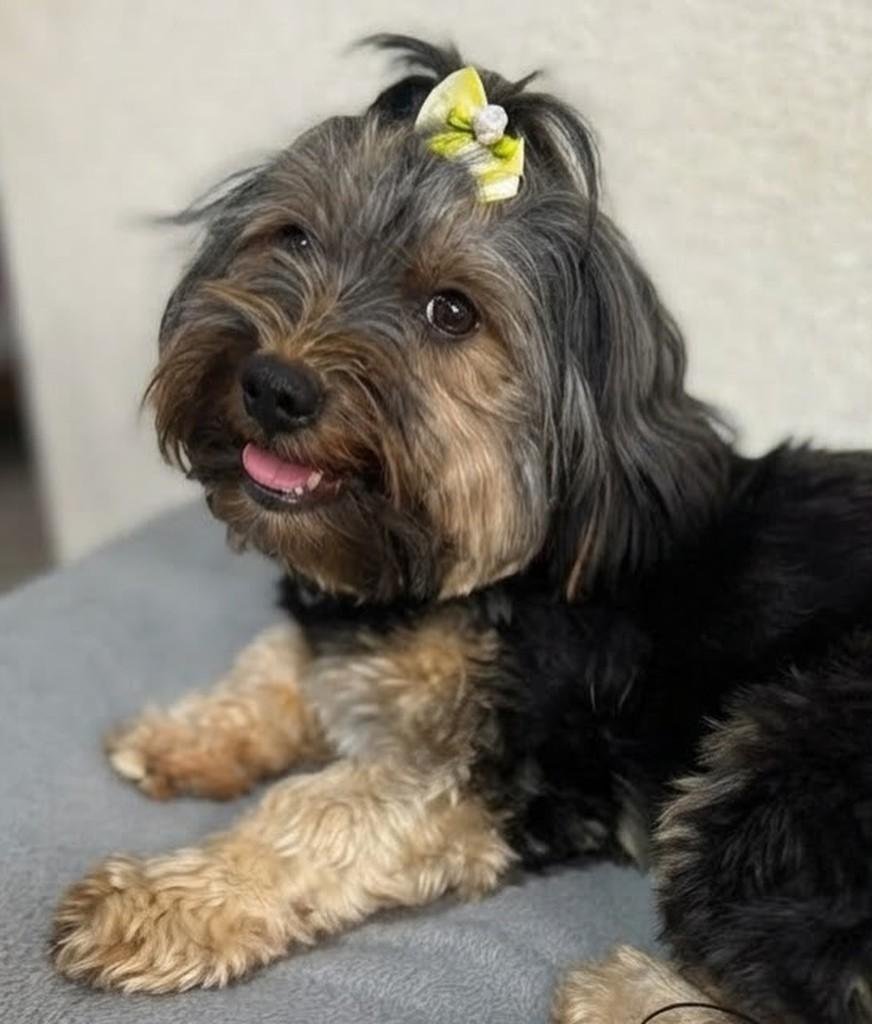 Yuki, cadela de porte pequeno para adoção no Rio de Janeiro - RJ — foto 5 de 11