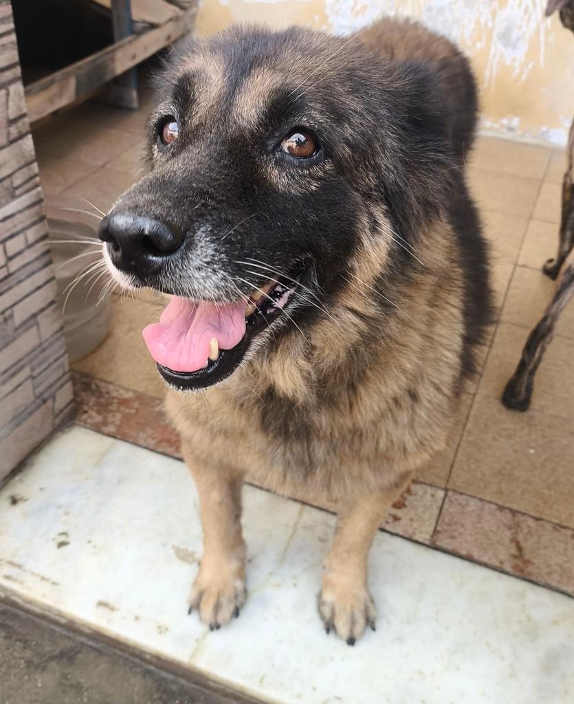Lessie, cadela de porte médio para adoção em Nova Iguaçu - RJ