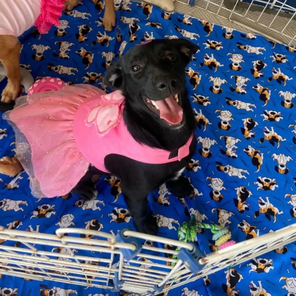 Dominique, cadela de porte médio para adoção em Nova Iguaçu - RJ