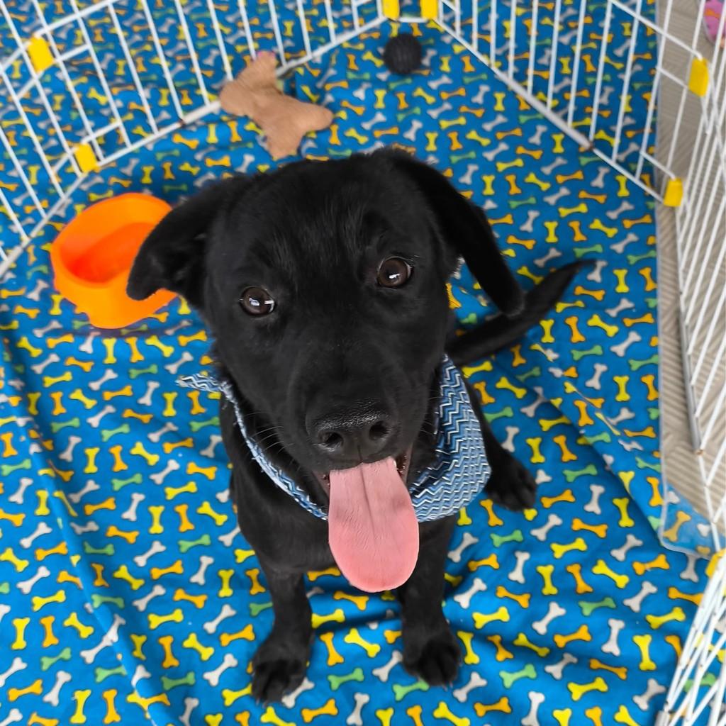 Negresco, cachorro de porte médio para adoção em Nova Iguaçu - RJ