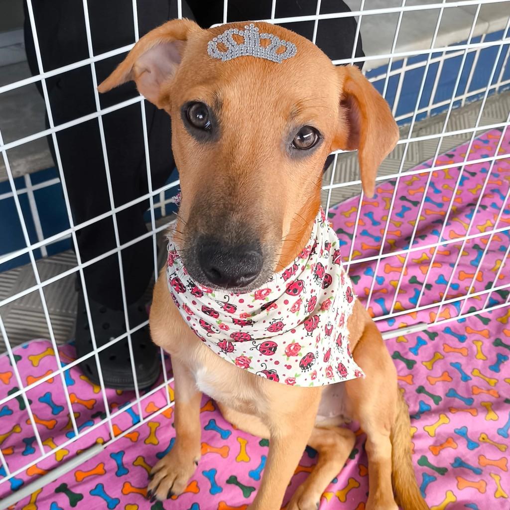 Luna, cachorro de porte médio para adoção em Nova Iguaçu - RJ