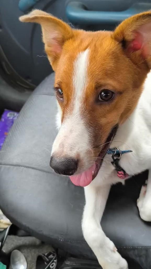 Jorginho, cachorro de porte pequeno para adoção em Nova Iguaçu - RJ