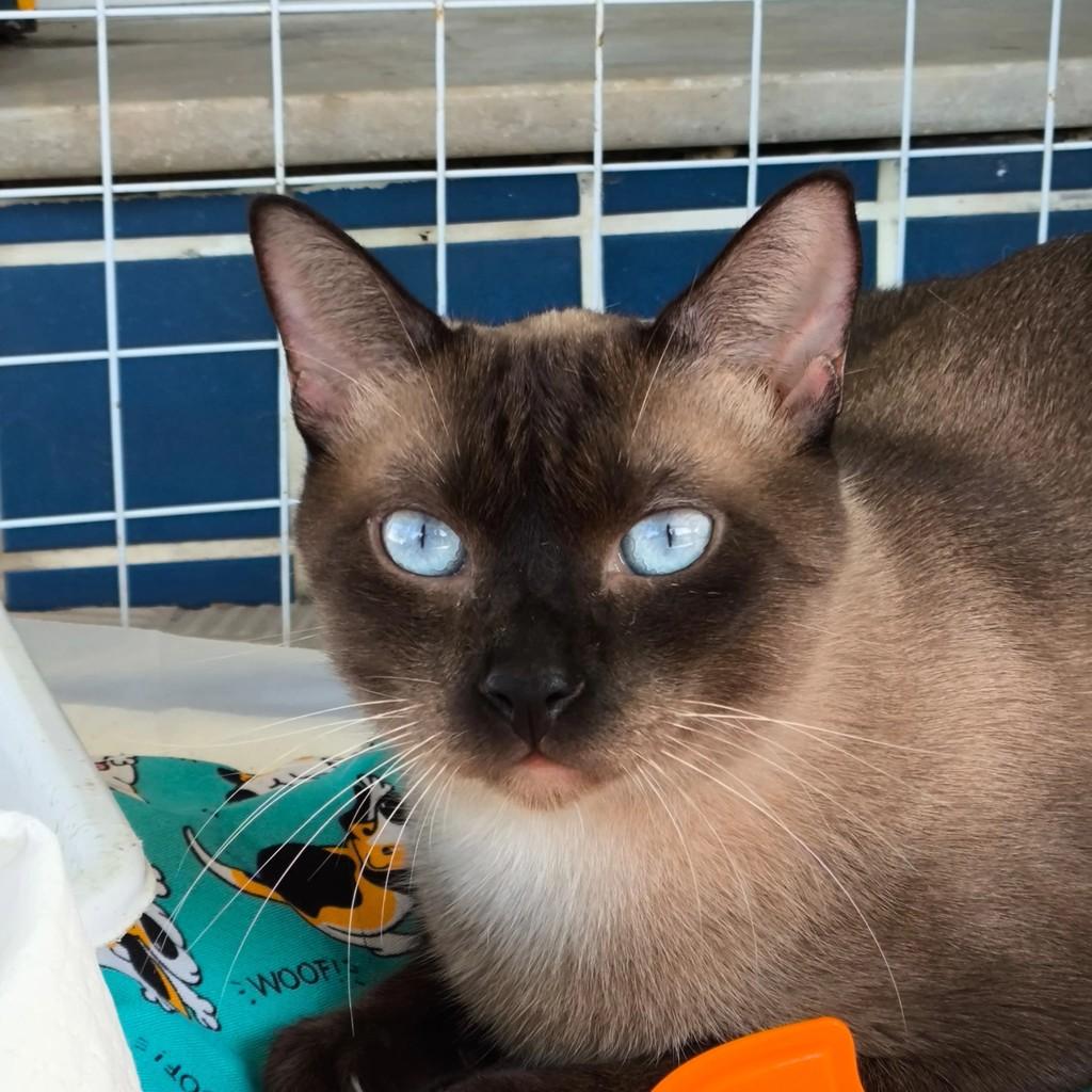 Zayon, gato de porte pequeno para adoção em Nova Iguaçu - RJ
