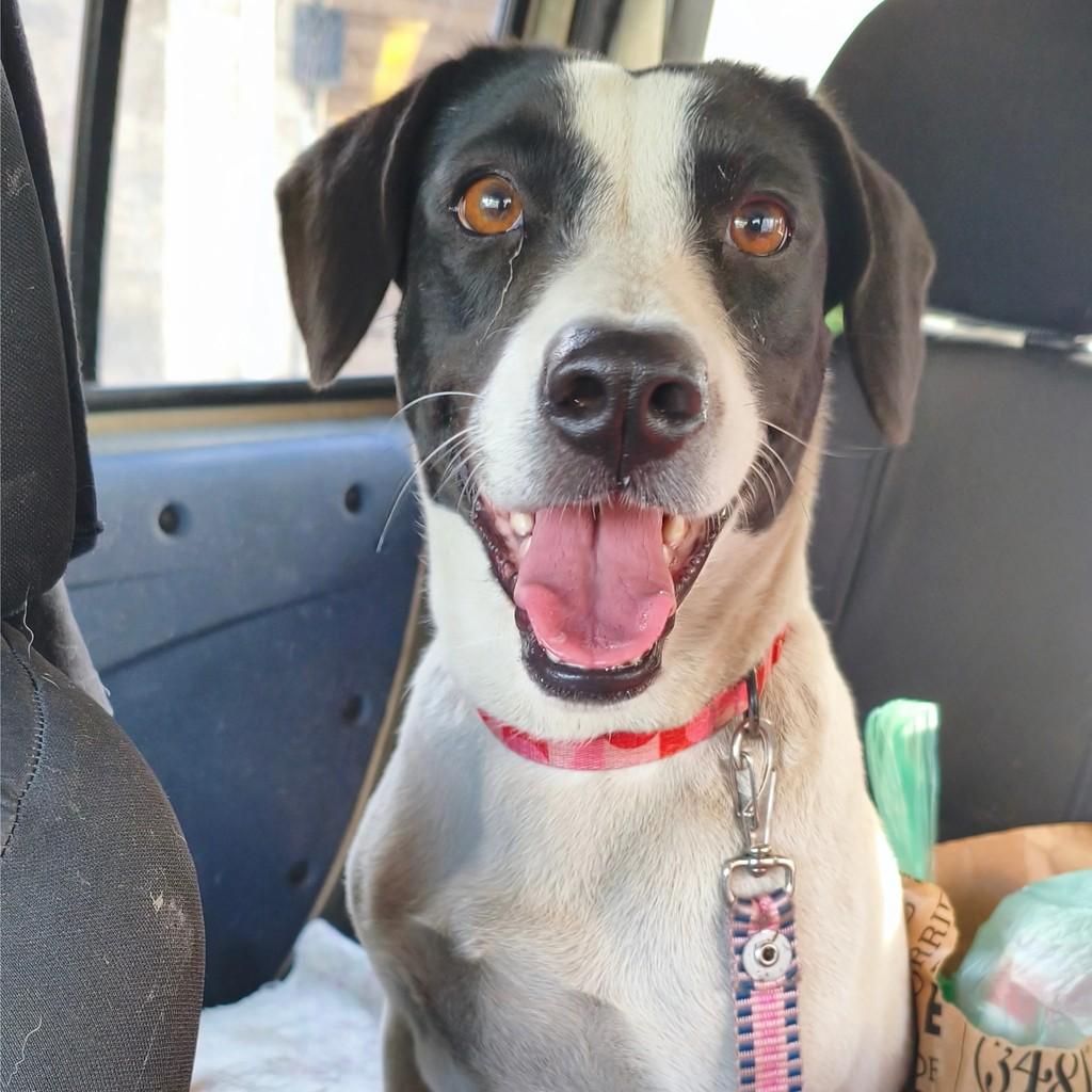 Paola, cachorro de porte médio para adoção em Nova Iguaçu - RJ
