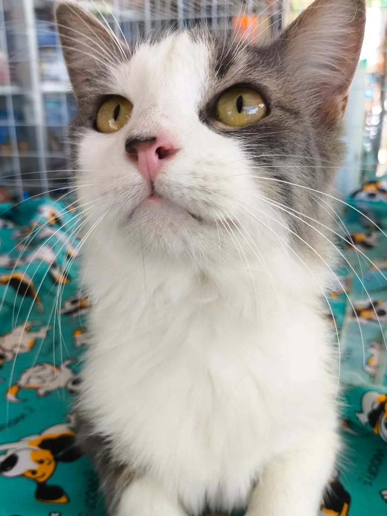 Mia, gata de porte médio para adoção em Nova Iguaçu - RJ