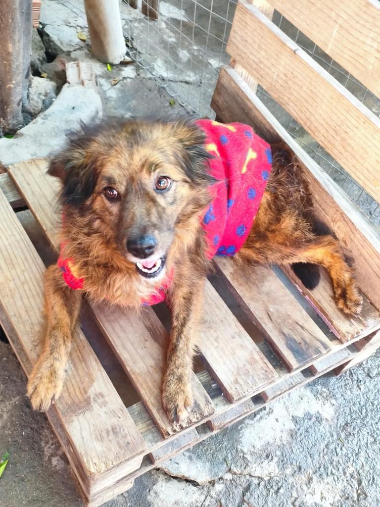 Dina, cadela de porte pequeno para adoção em Nova Iguaçu - RJ