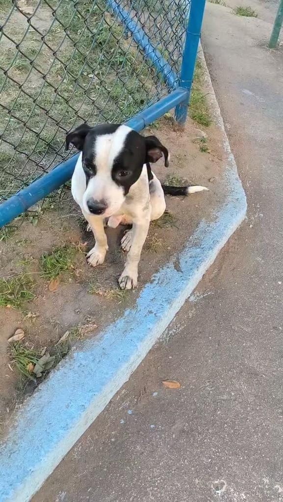 Doguinho, cachorro de porte pequeno para adoção em Nova Iguaçu - RJ
