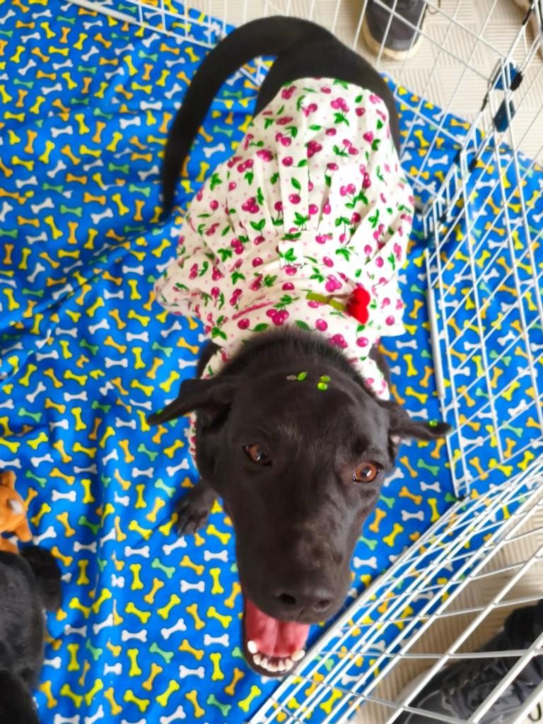 Nala, cadela de porte médio para adoção em Nova Iguaçu - RJ