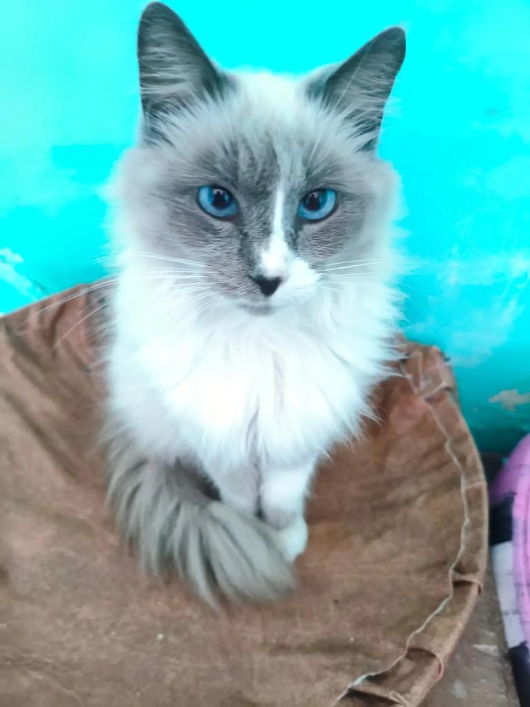 Serena, gata de porte pequeno para adoção em Nova Iguaçu - RJ
