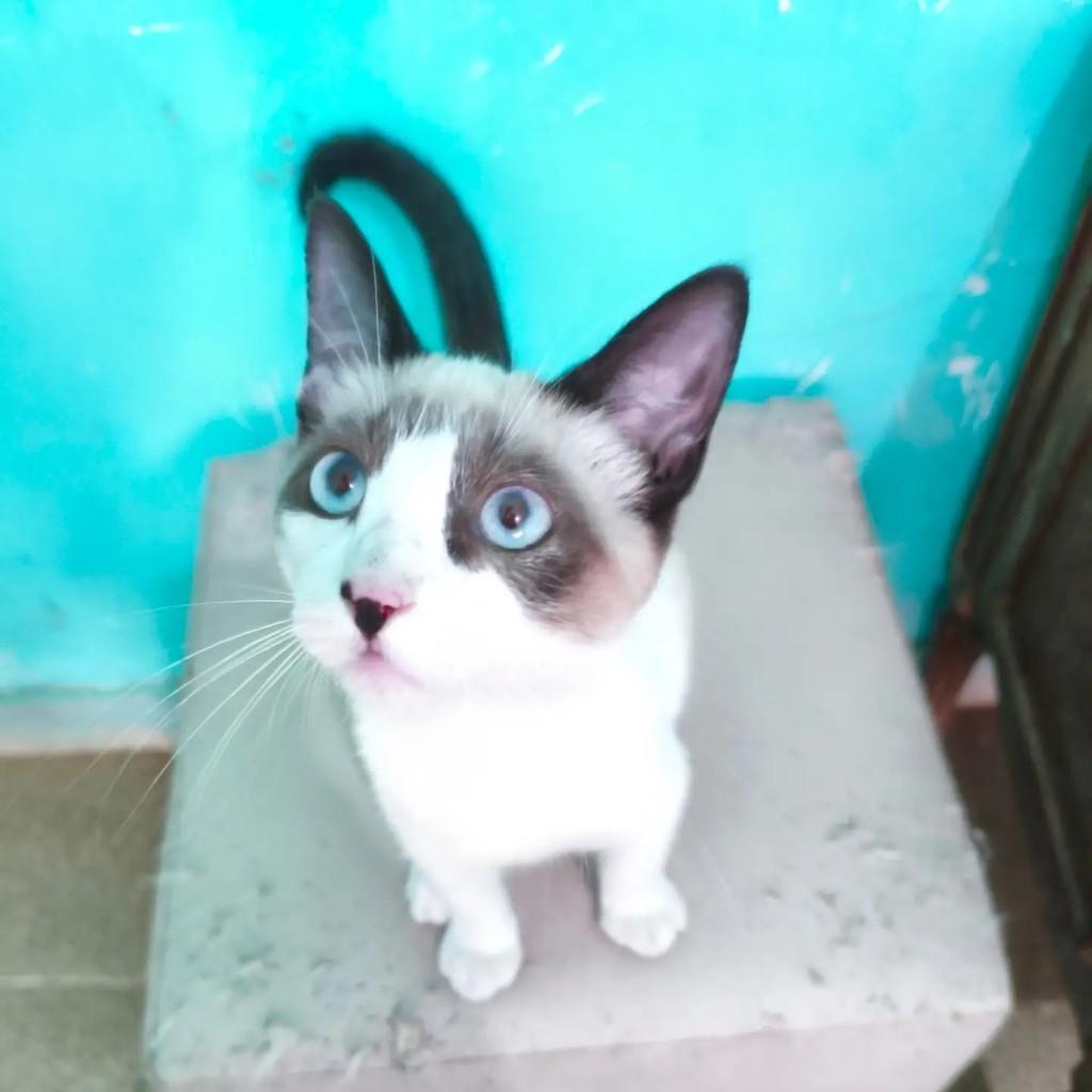 Gael, gato de porte pequeno para adoção em Nova Iguaçu - RJ