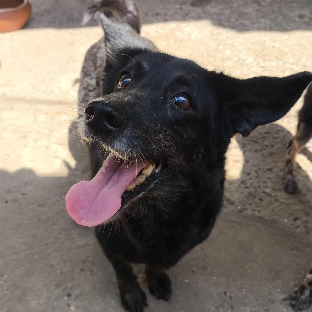 Preta, cachorro de porte pequeno para adoção em Nova Iguaçu - RJ