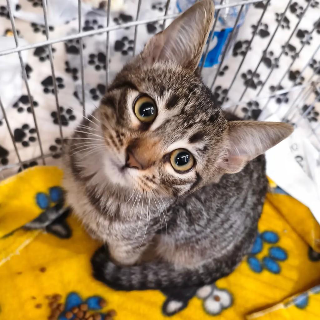 Canela, gato de porte pequeno para adoção em Nova Iguaçu - RJ
