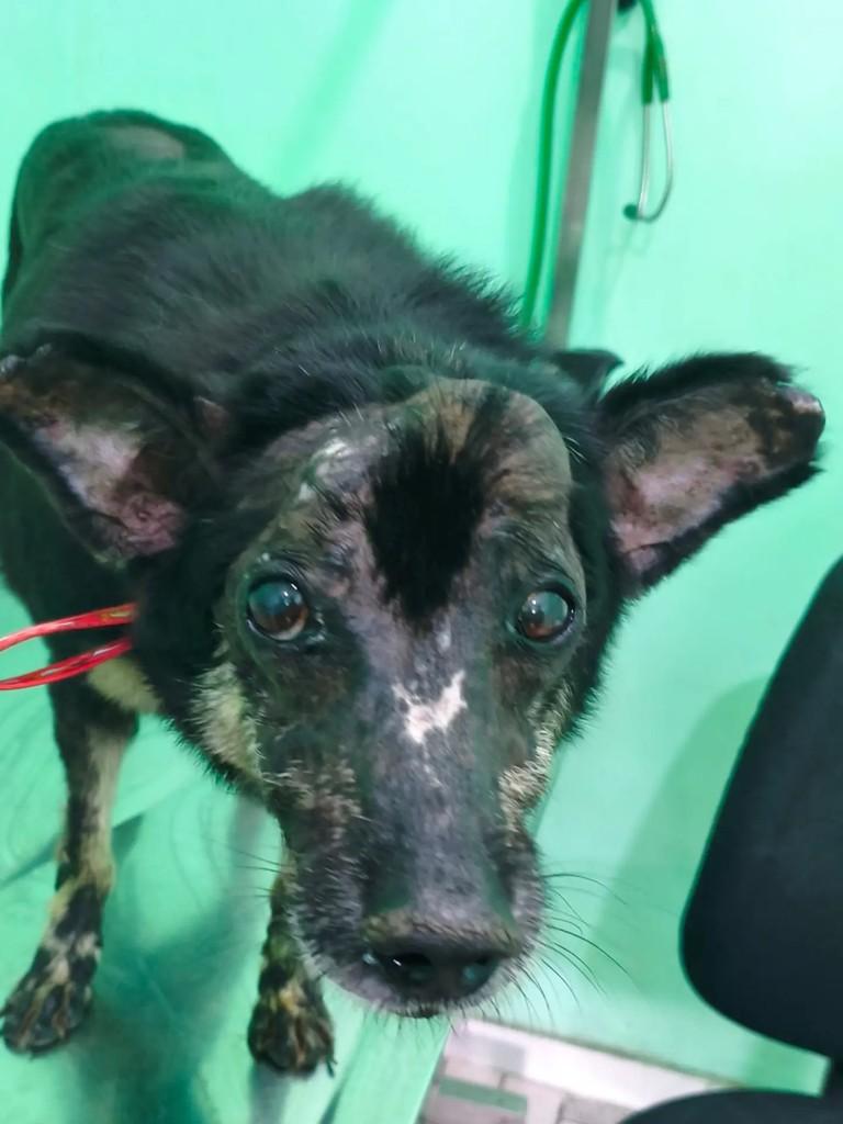 Chico, cachorro de porte pequeno para adoção em Nova Iguaçu - RJ