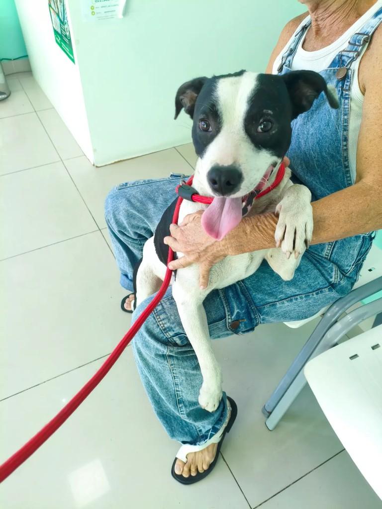 Valente, cachorro de porte médio para adoção em Nova Iguaçu - RJ