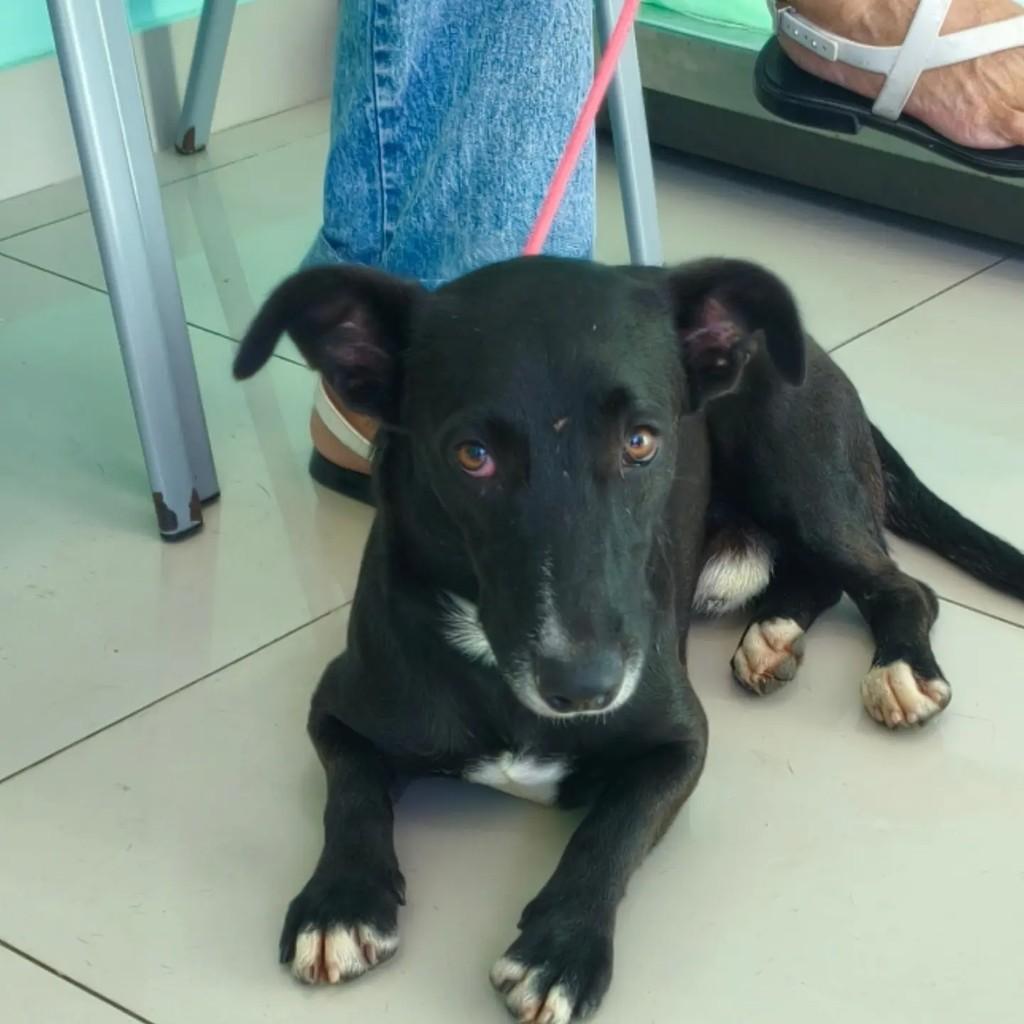Bob, cachorro de porte pequeno para adoção em Nova Iguaçu - RJ
