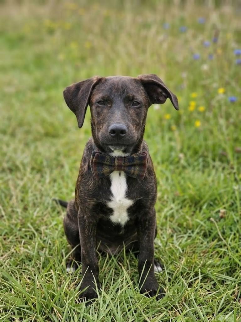 Kenai, cachorro de porte médio para adoção em Nova Iguaçu - RJ