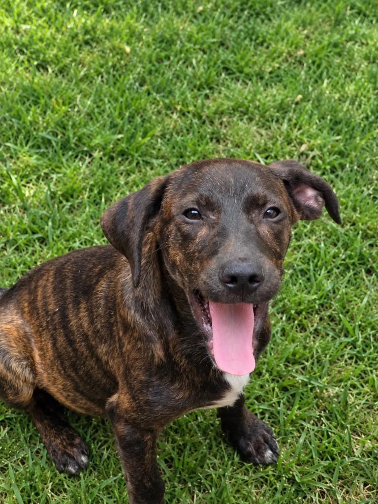 Kenai, cachorro de porte médio para adoção em Nova Iguaçu - RJ — foto 2 de 2