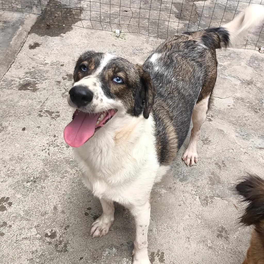 Cindy, cadela de porte médio para adoção em Nova Iguaçu - RJ