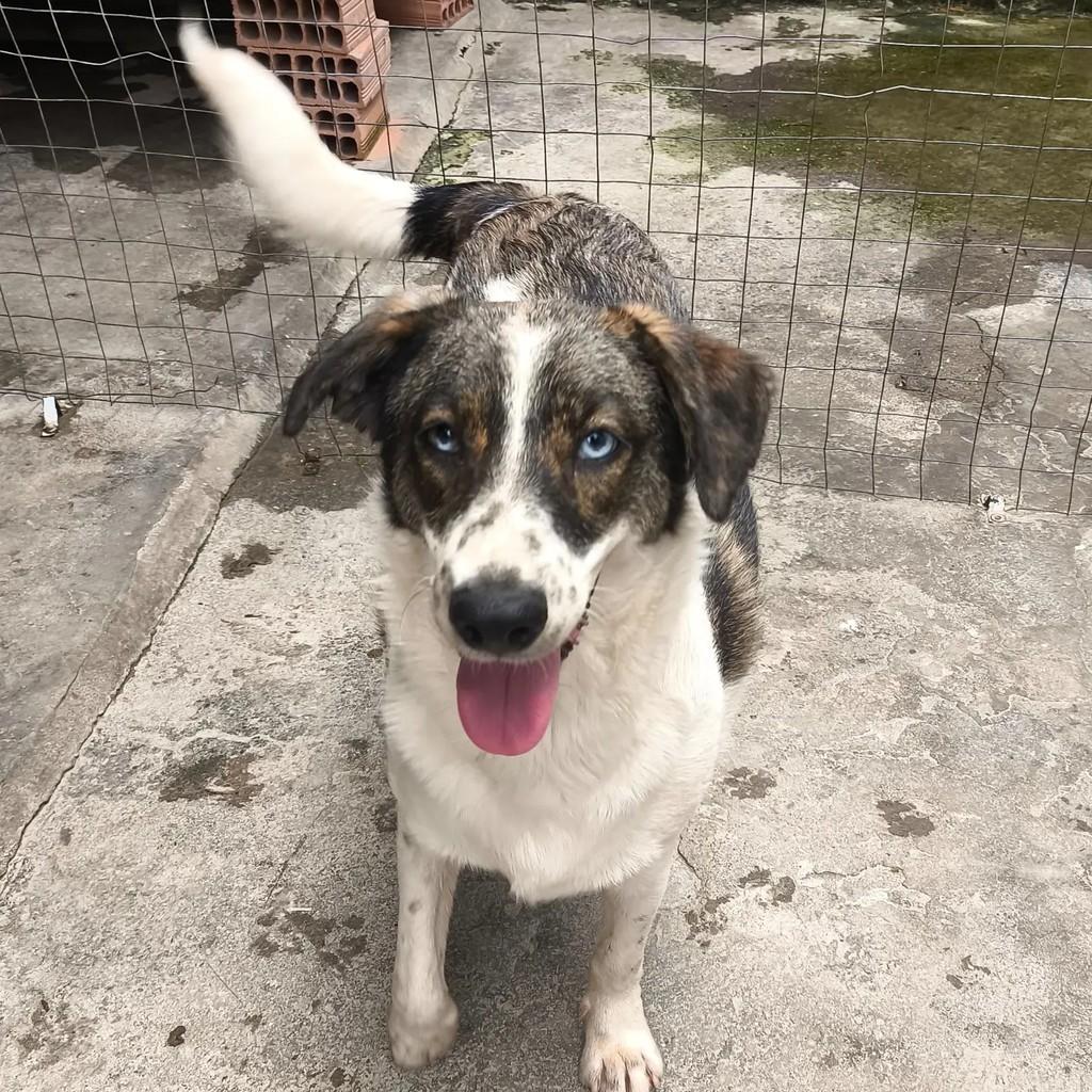 Cindy, cadela de porte médio para adoção em Nova Iguaçu - RJ — foto 2 de 5